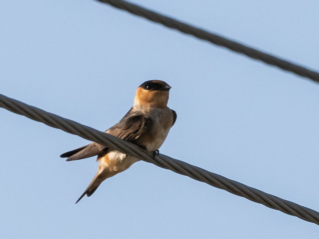 Cave Swallow - ML619839251