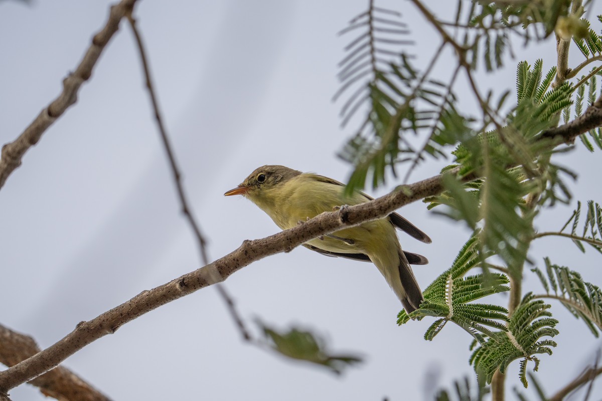 Icterine Warbler - ML619839255