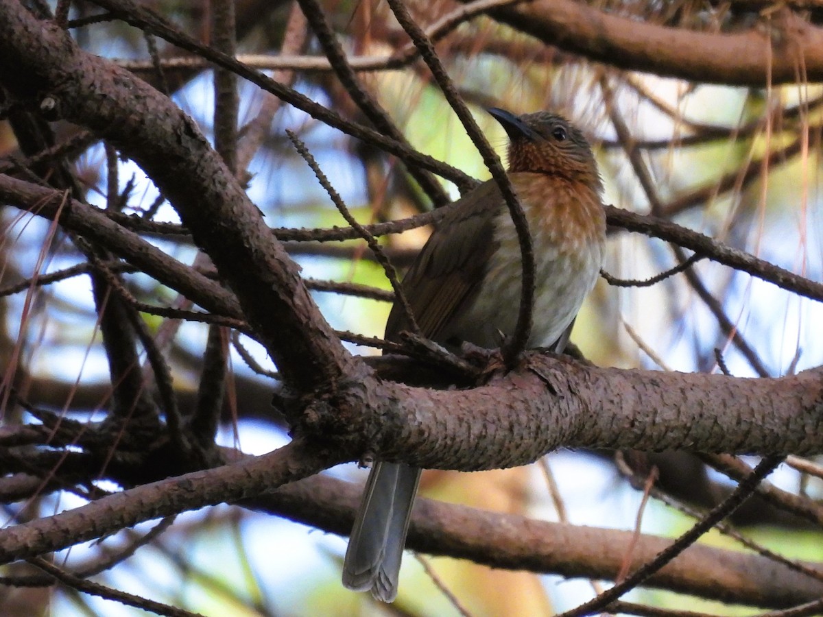Philippine Bulbul - ML619839256