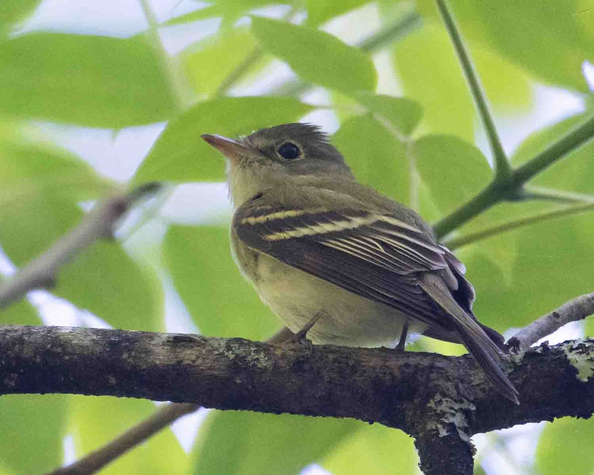 Acadian Flycatcher - ML619839258