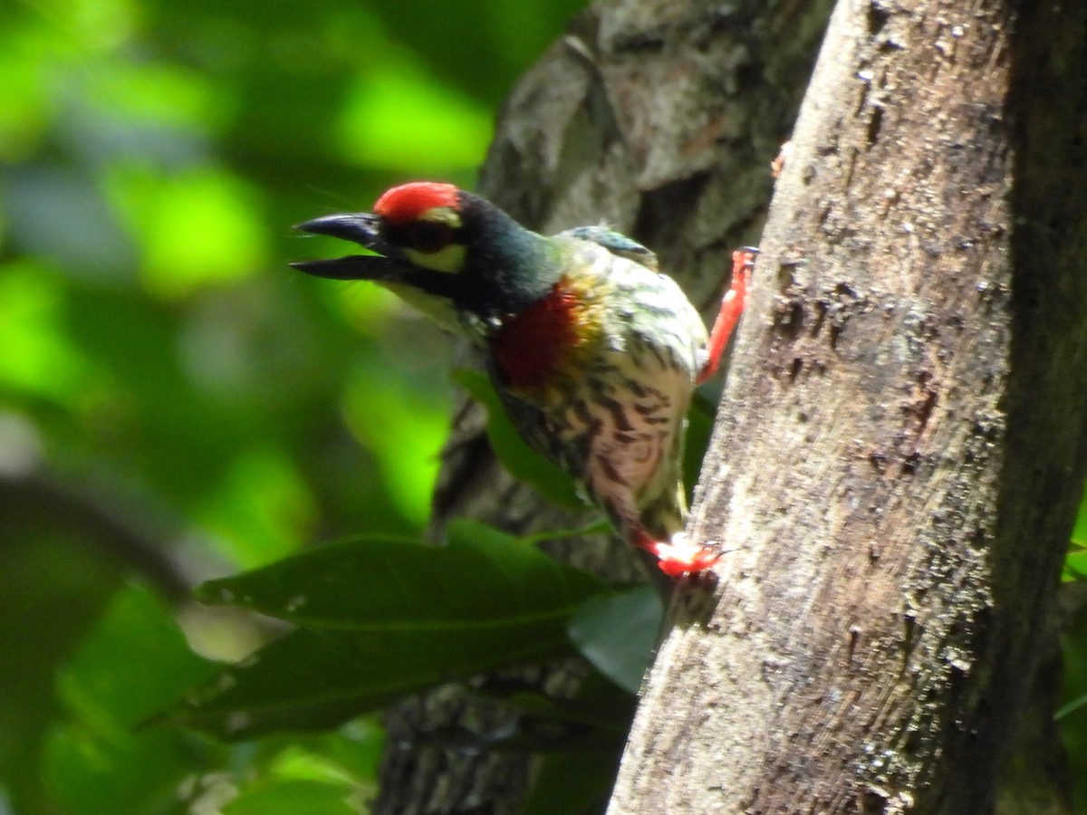 Coppersmith Barbet - ML619839261