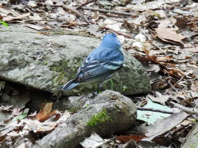 Cerulean Warbler - ML619839271