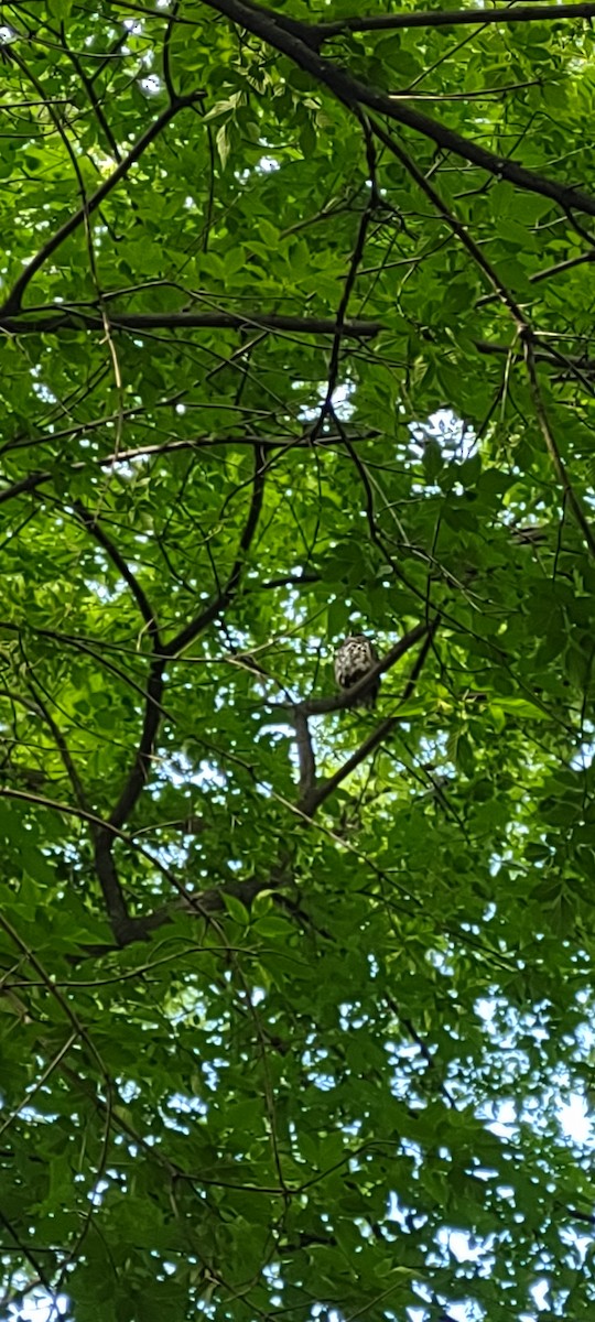 Great Horned Owl - ML619839291