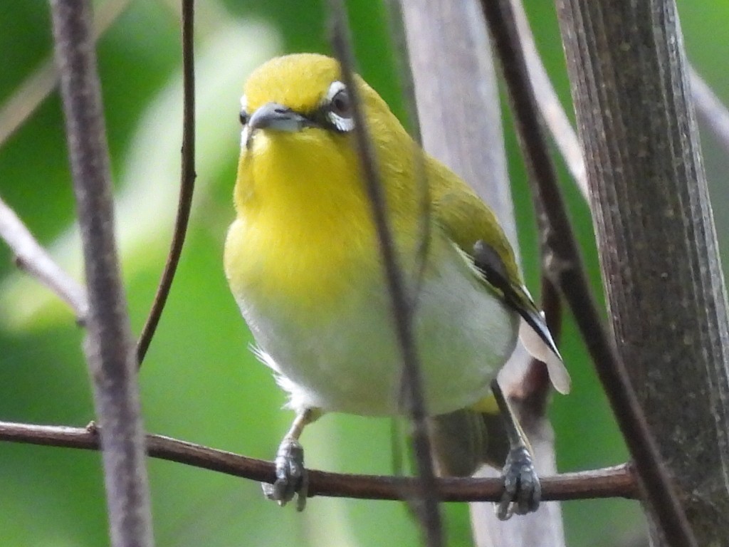 Lowland White-eye - ML619839292