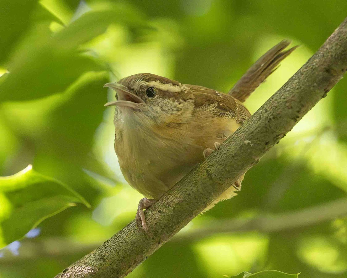 Carolina Wren - ML619839308