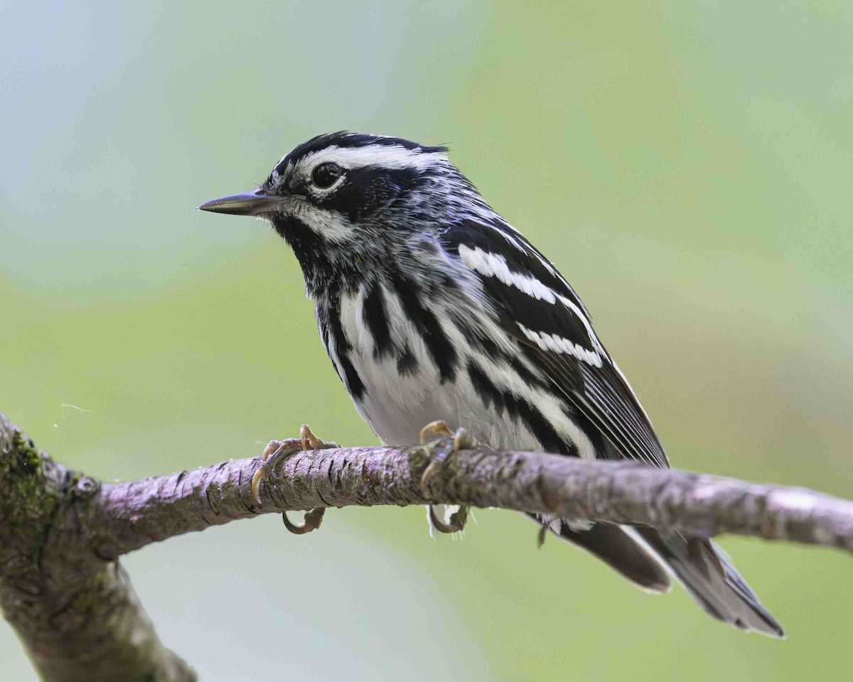 Black-and-white Warbler - ML619839317