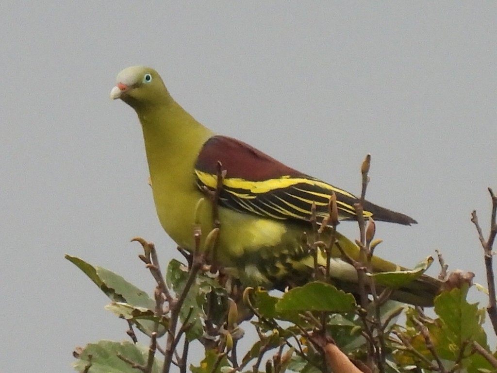 Филиппинский зеленый голубь - ML619839320
