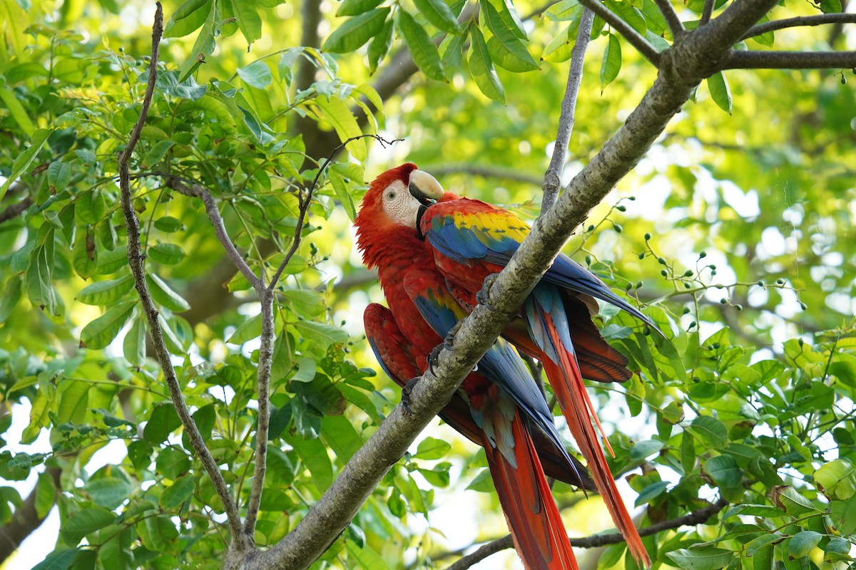Scarlet Macaw - ML619839342