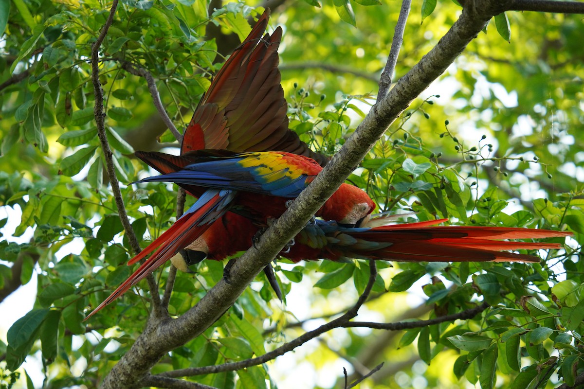 Scarlet Macaw - ML619839348