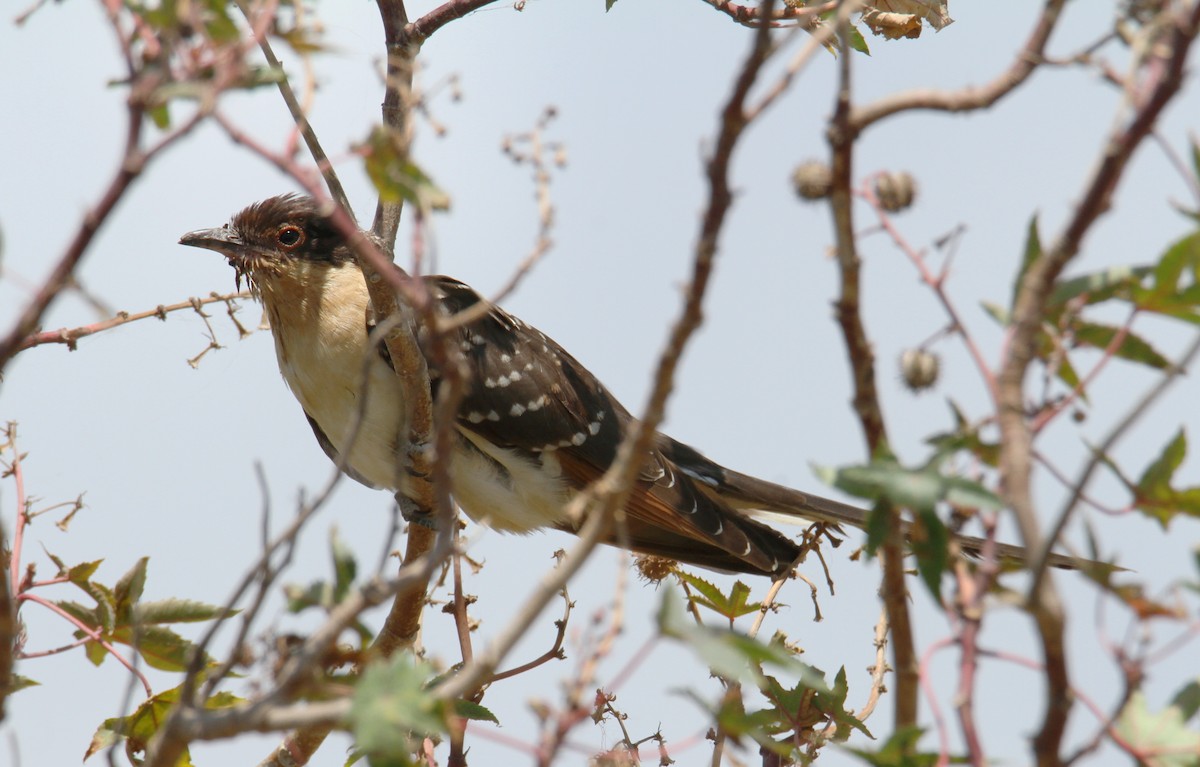 Great Spotted Cuckoo - ML619839356