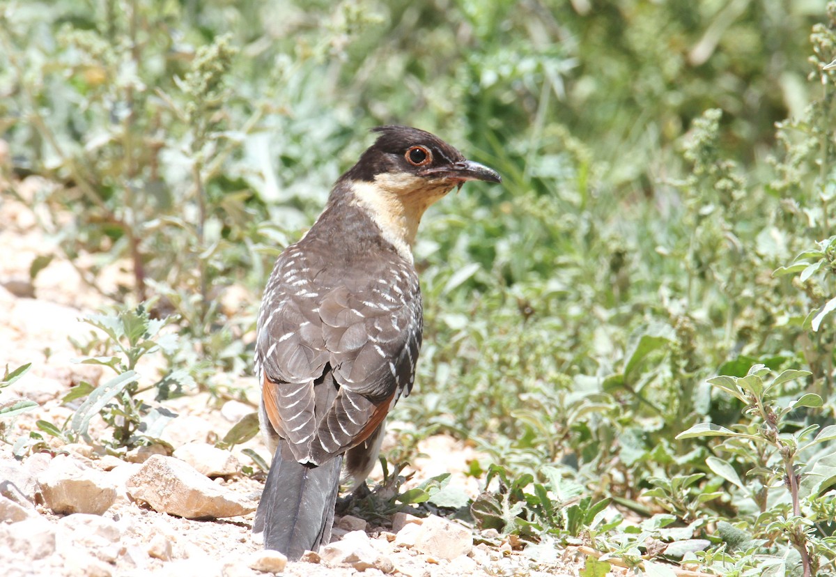 Great Spotted Cuckoo - ML619839357
