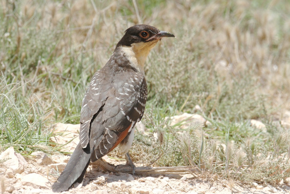 Great Spotted Cuckoo - ML619839358