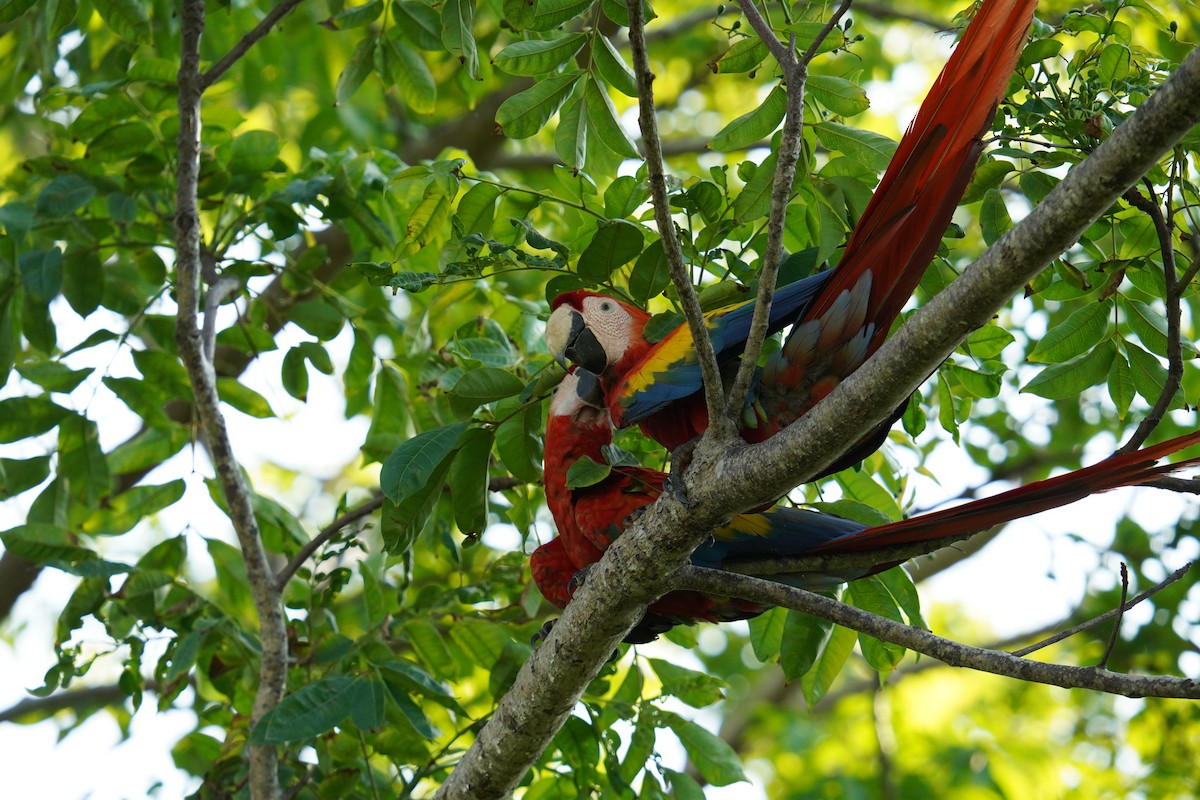 Scarlet Macaw - ML619839359