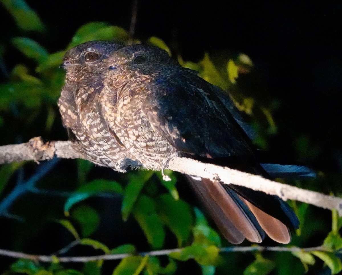 Band-tailed Nighthawk - edgar cleijne