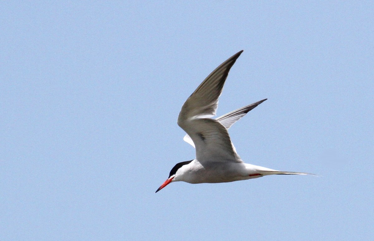 Common Tern - ML619839376