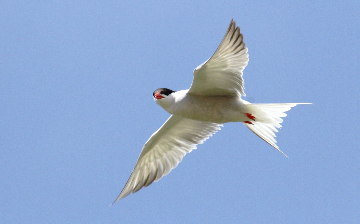 Common Tern - ML619839380