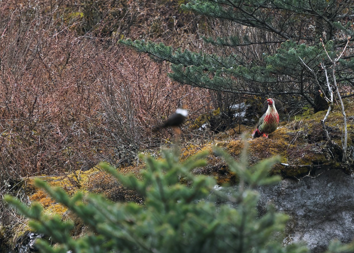 Blood Pheasant - ML619839386