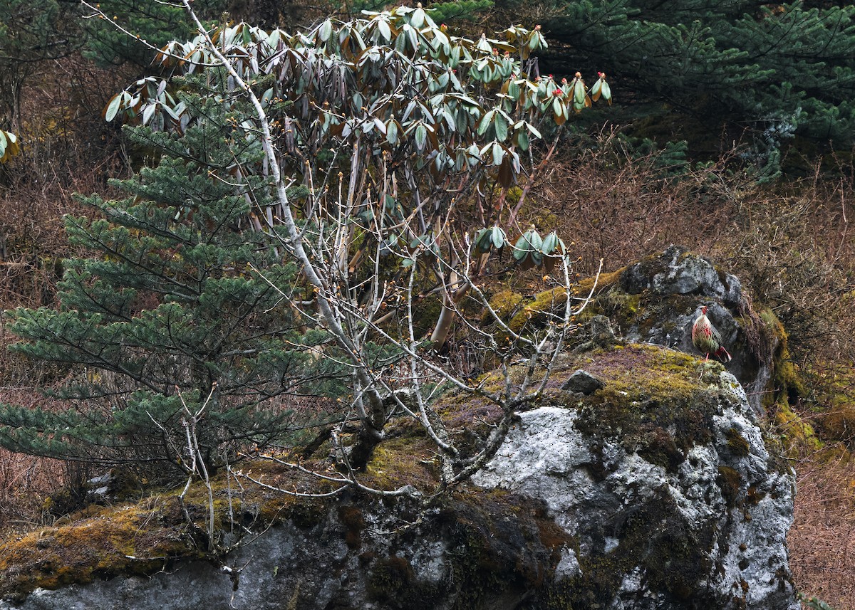 Blood Pheasant - ML619839388