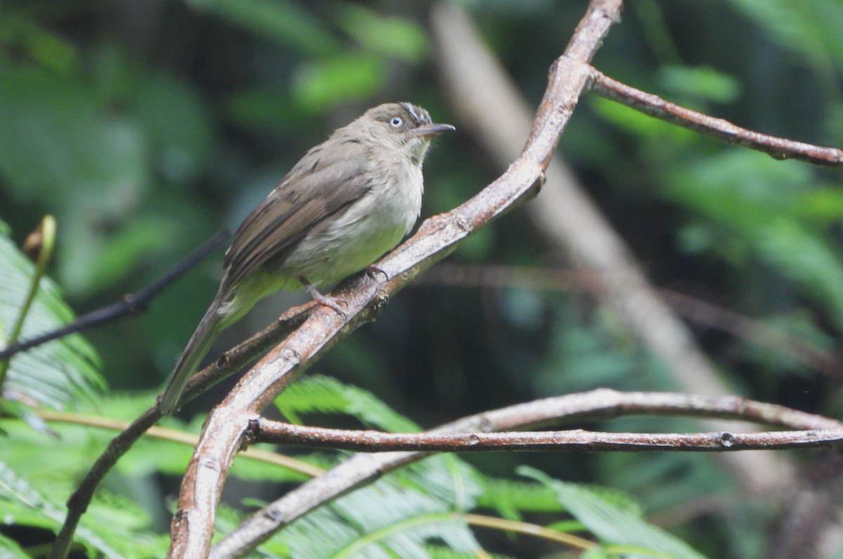 Bulbul aux yeux blancs (simplex/halizonus) - ML619839399