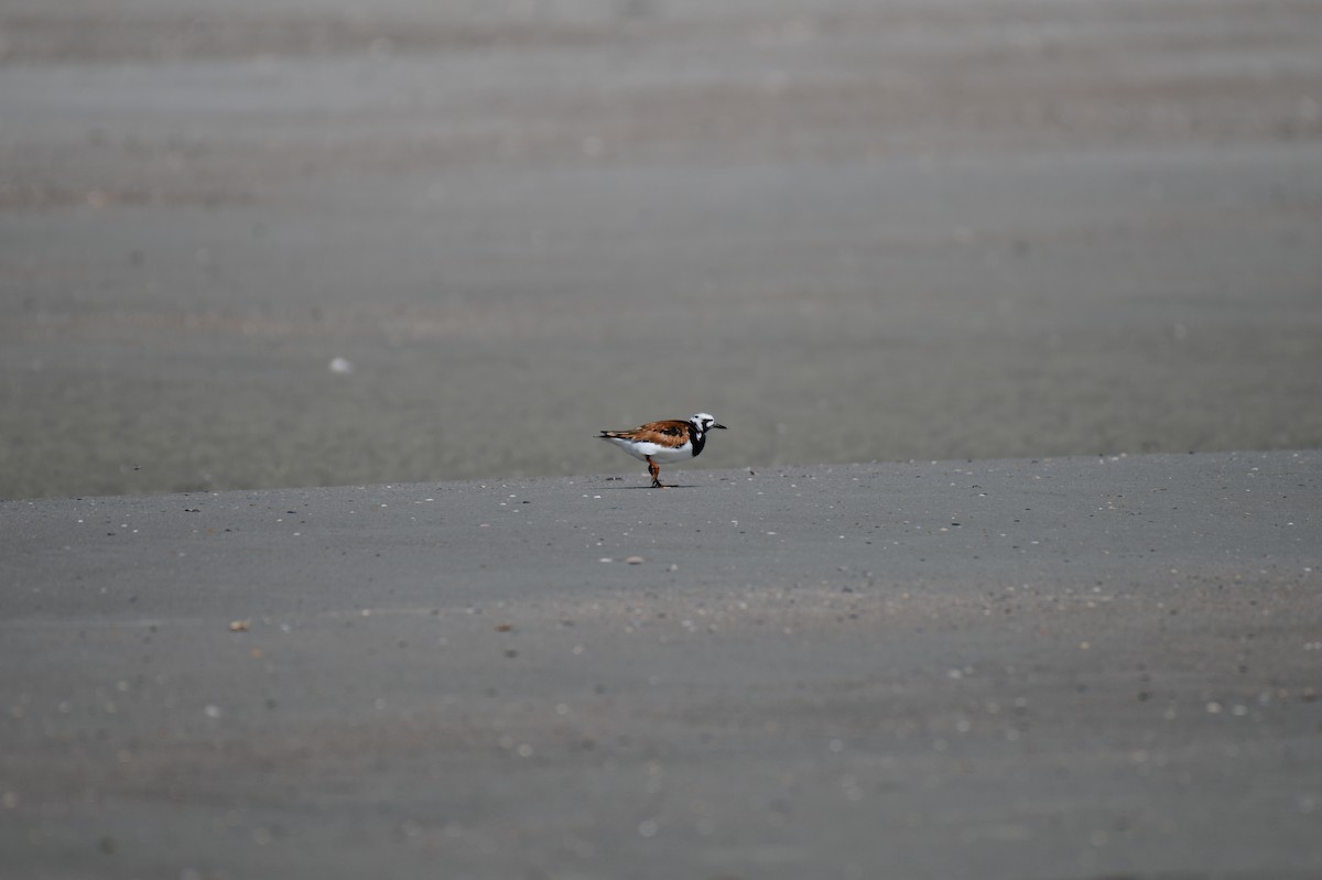 Ruddy Turnstone - ML619839426