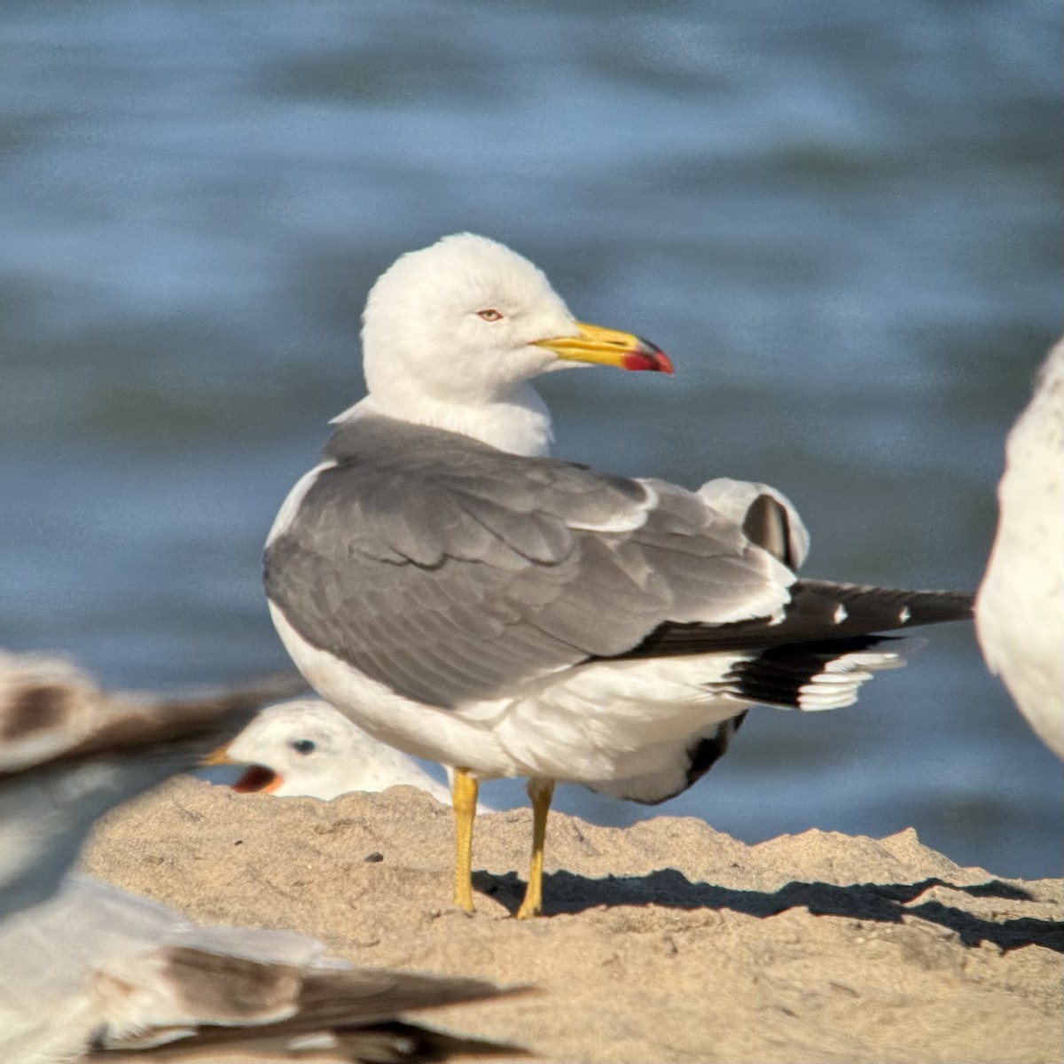 Black-tailed Gull - ML619839431
