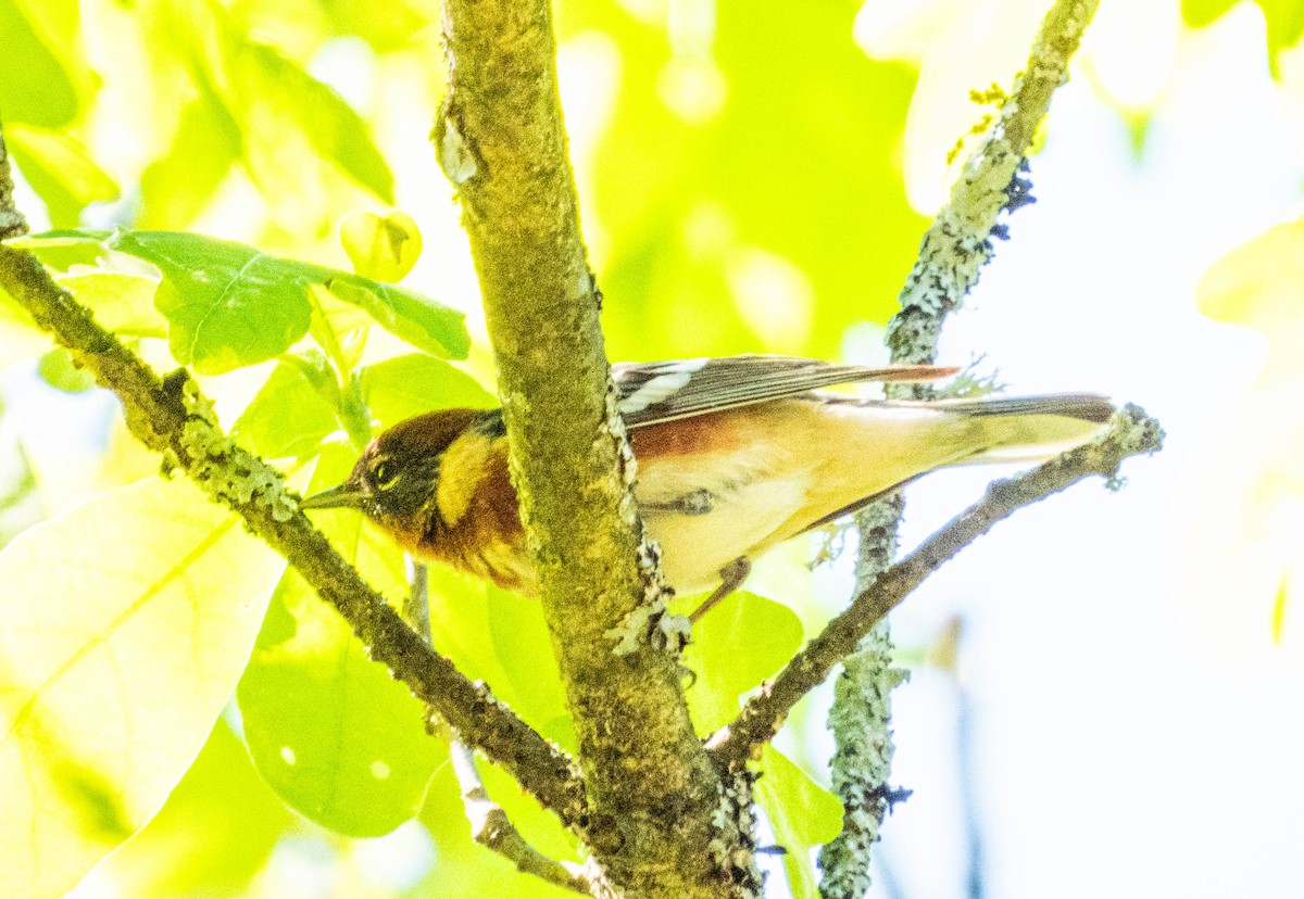 Bay-breasted Warbler - ML619839448