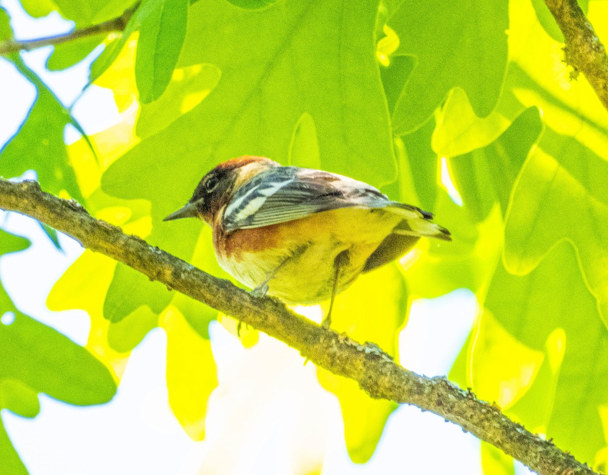 Bay-breasted Warbler - ML619839449