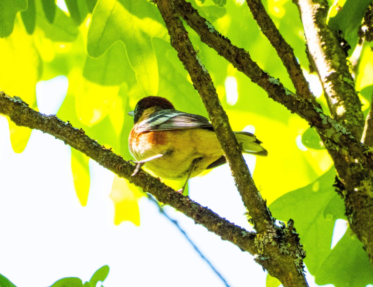 Bay-breasted Warbler - ML619839450