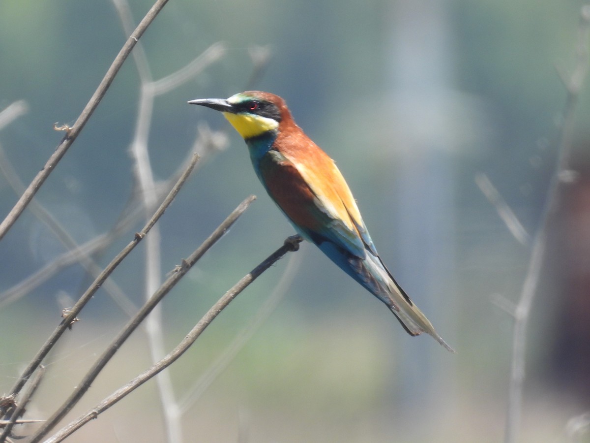 European Bee-eater - ML619839456