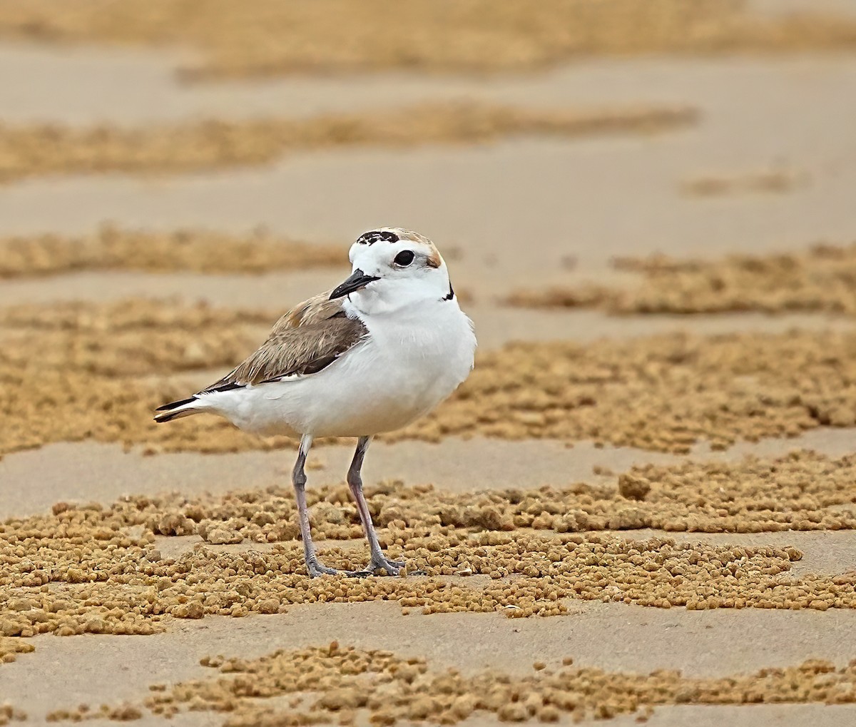 White-faced Plover - ML619839461