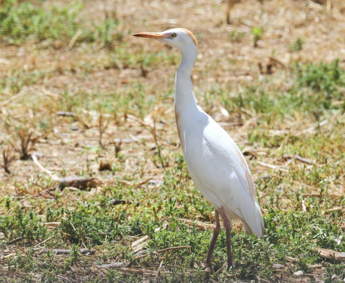 Чапля єгипетська (підвид ibis) - ML619839475