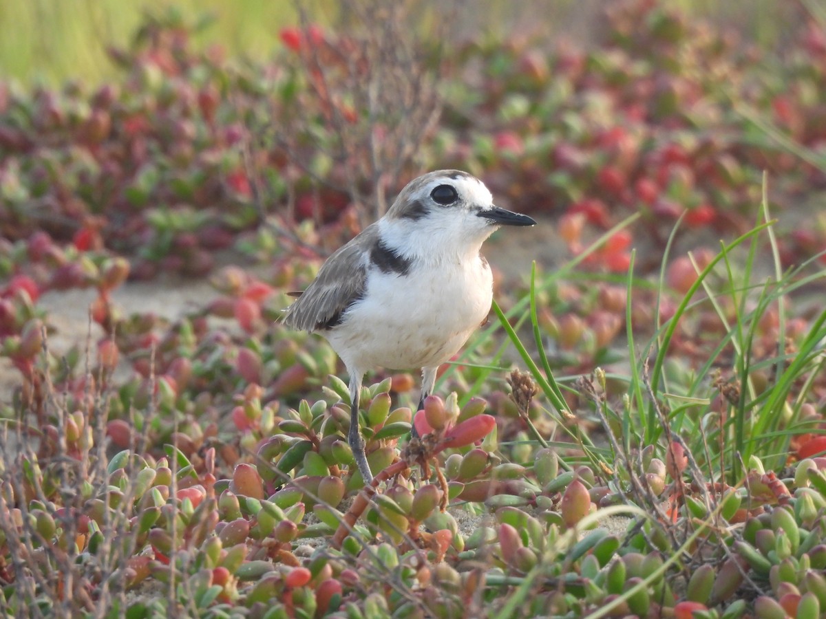 Kentish Plover (Hanuman) - ML619839494