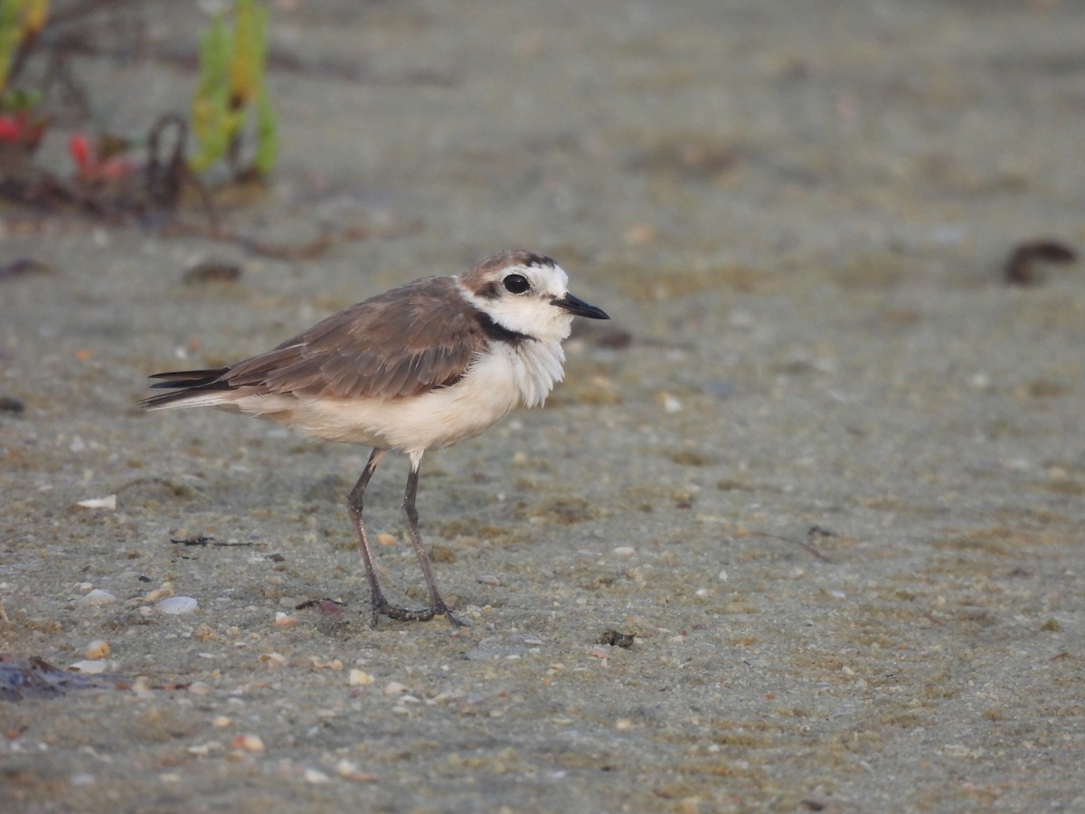 Kentish Plover (Hanuman) - ML619839495