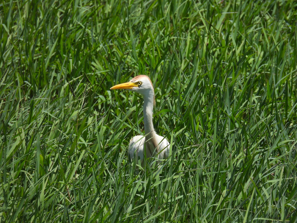 Western Cattle Egret - ML619839500