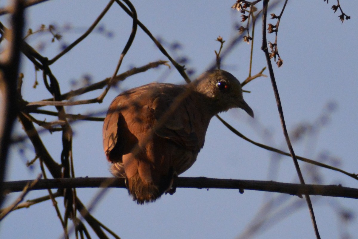 Ruddy Ground Dove - ML619839509