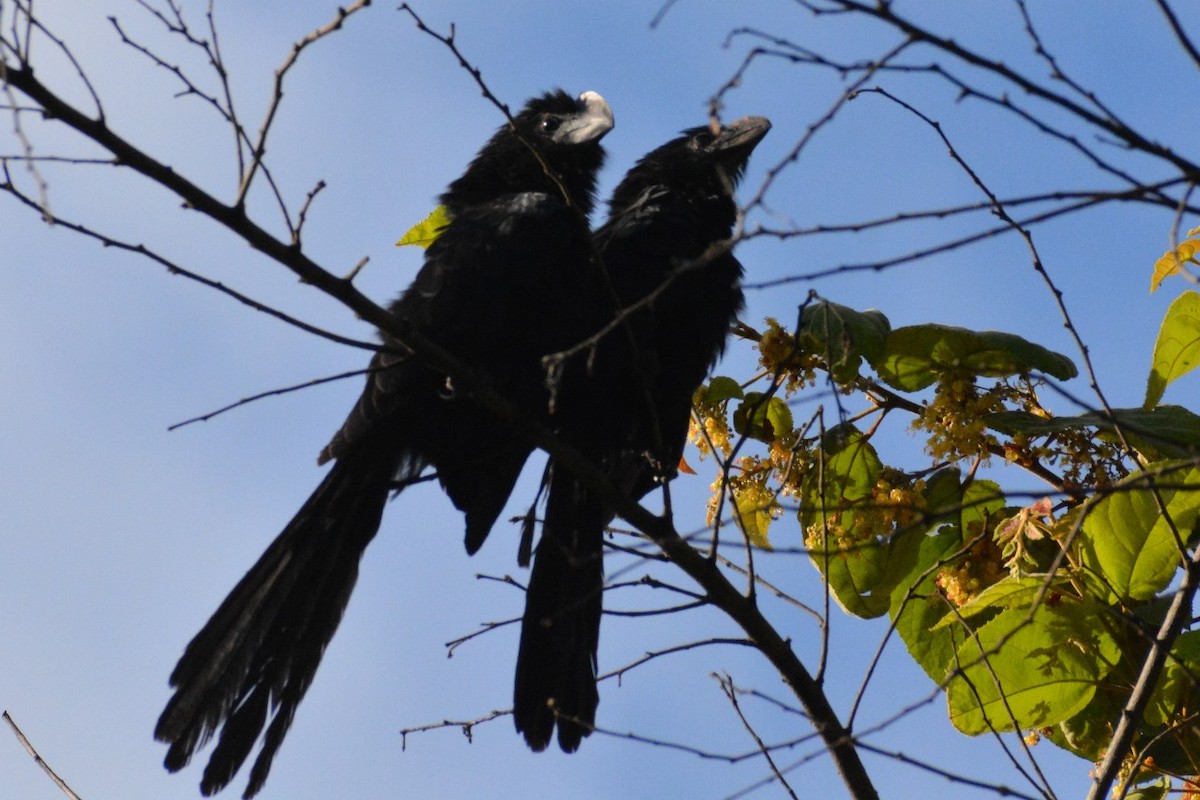 Smooth-billed Ani - ML619839512