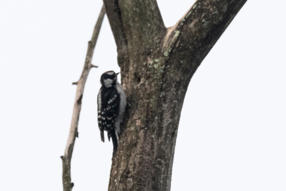 Downy Woodpecker - ML619839515