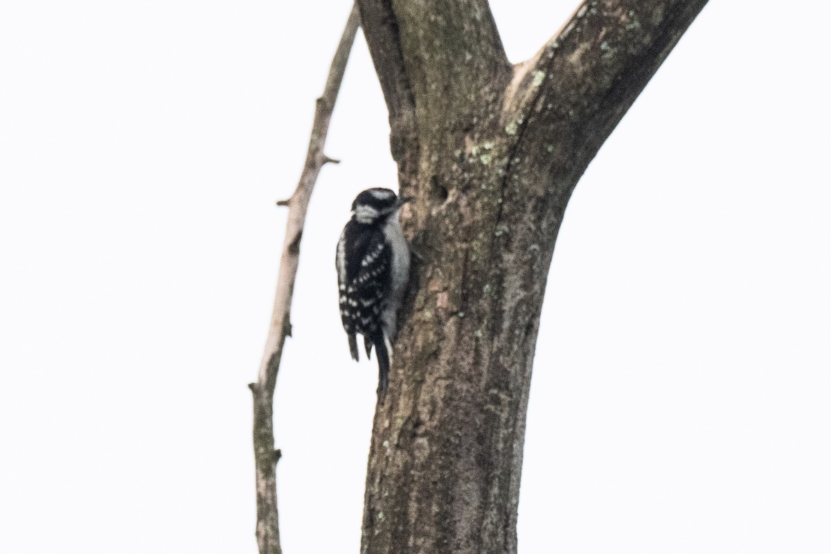 Downy Woodpecker - ML619839516