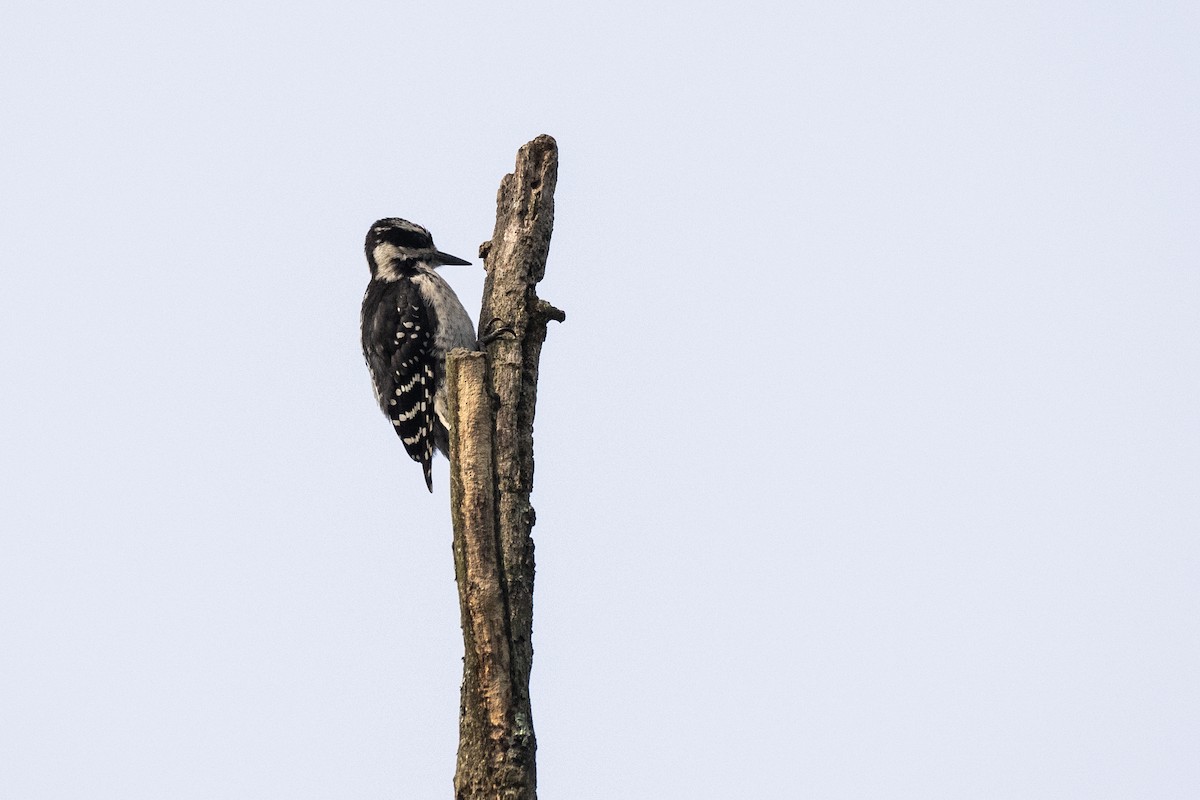 Hairy Woodpecker - ML619839521