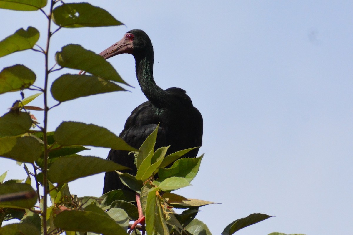 Bare-faced Ibis - ML619839534