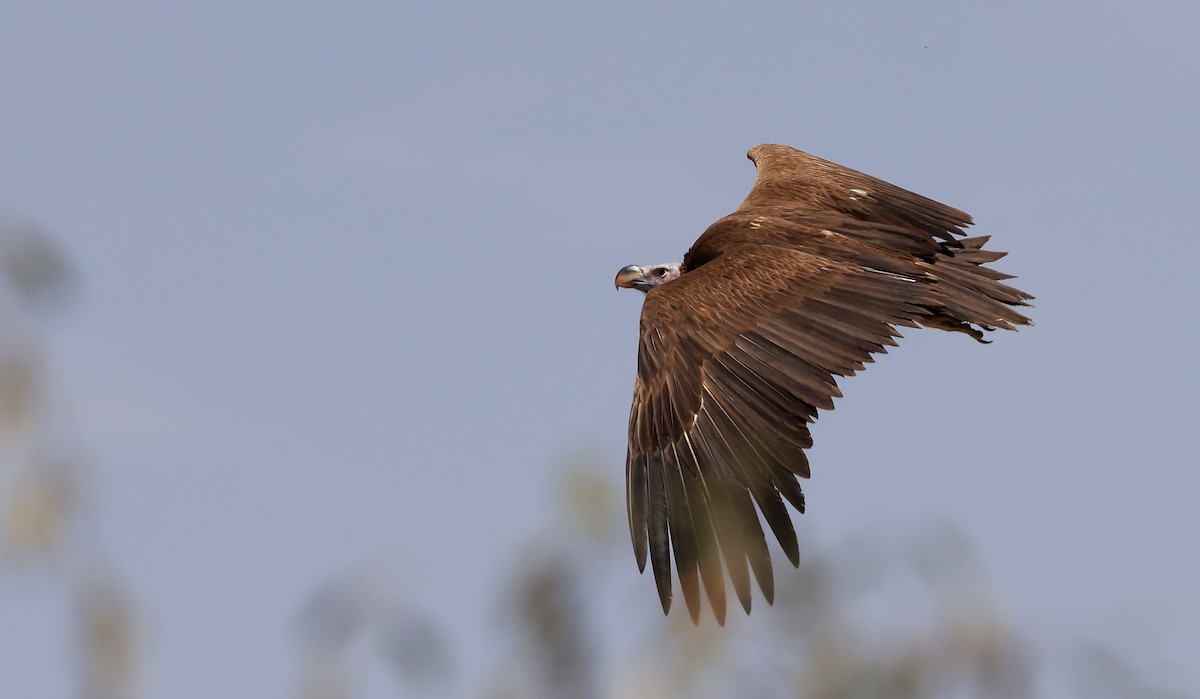 Lappet-faced Vulture - ML619839546
