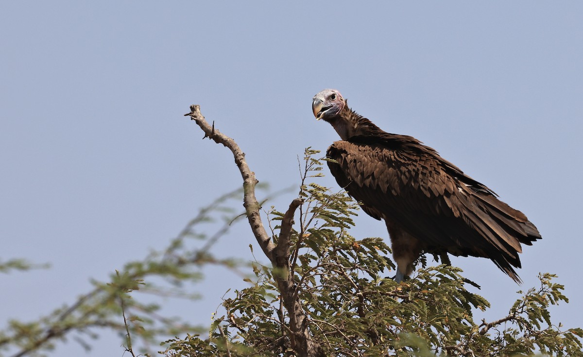 Lappet-faced Vulture - ML619839547