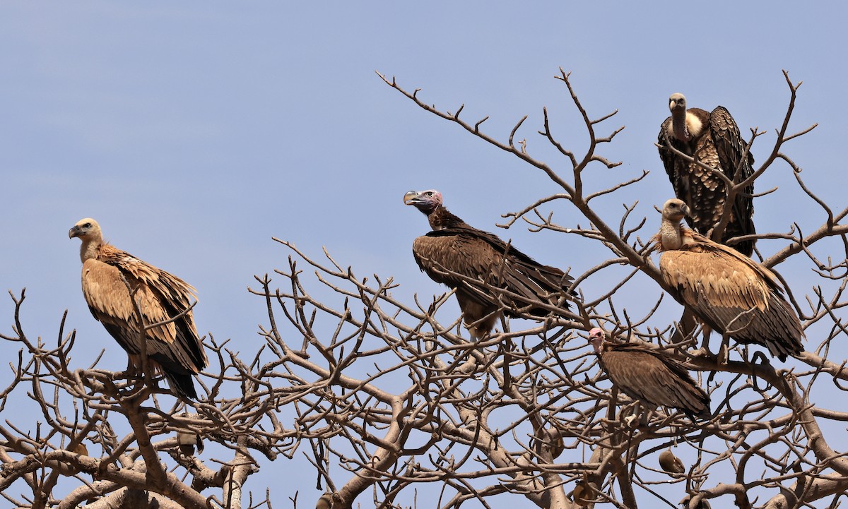 Lappet-faced Vulture - ML619839548