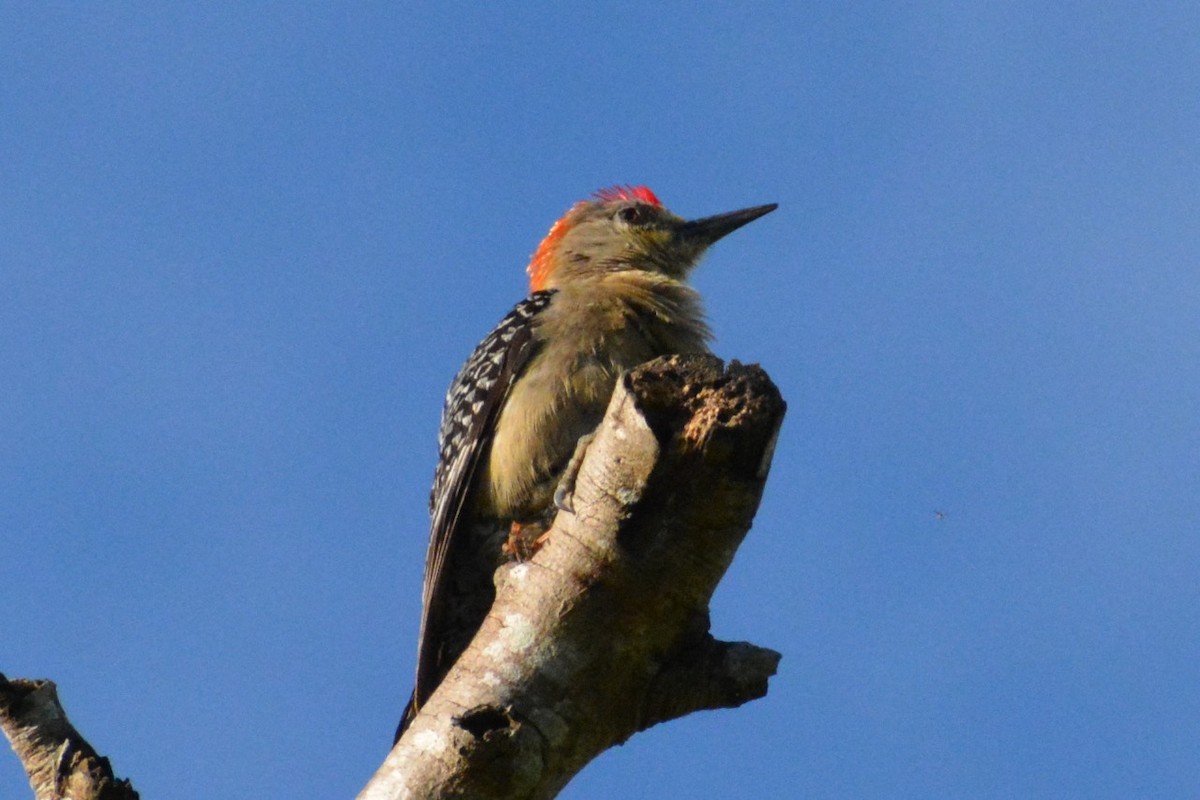 Red-crowned Woodpecker - ML619839557