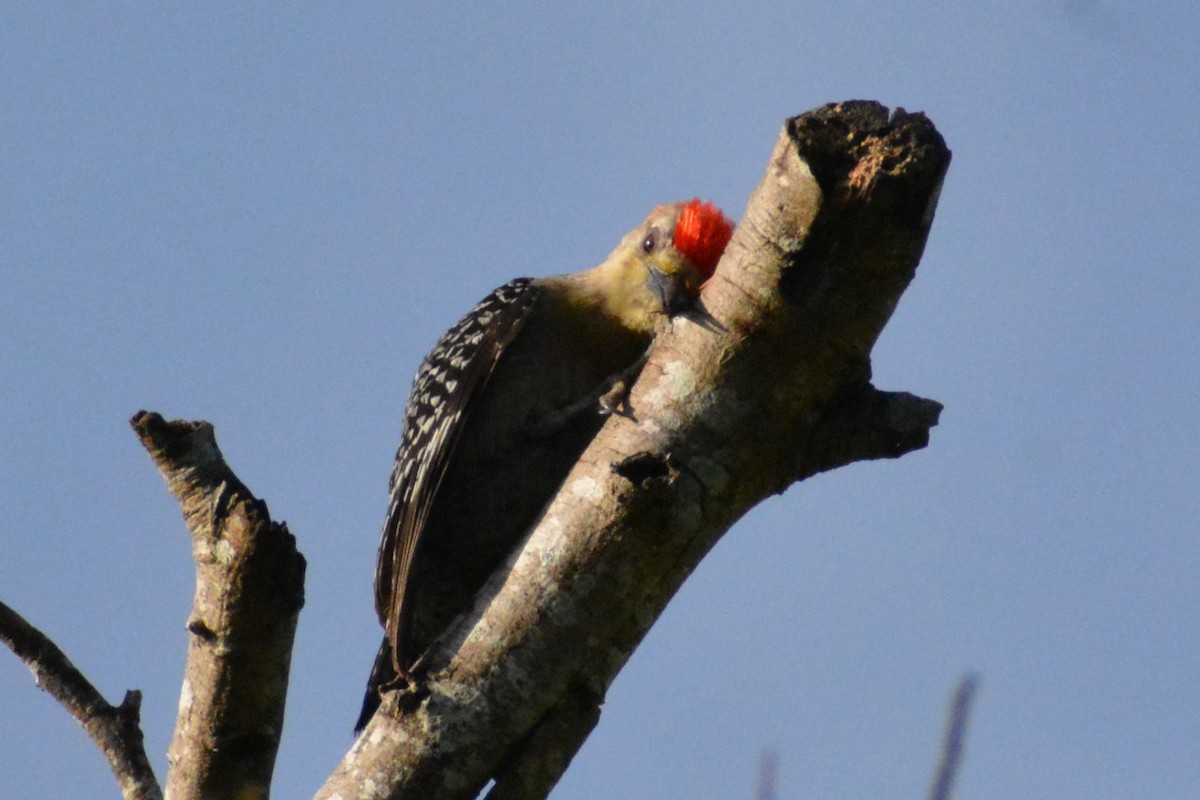 Red-crowned Woodpecker - ML619839558