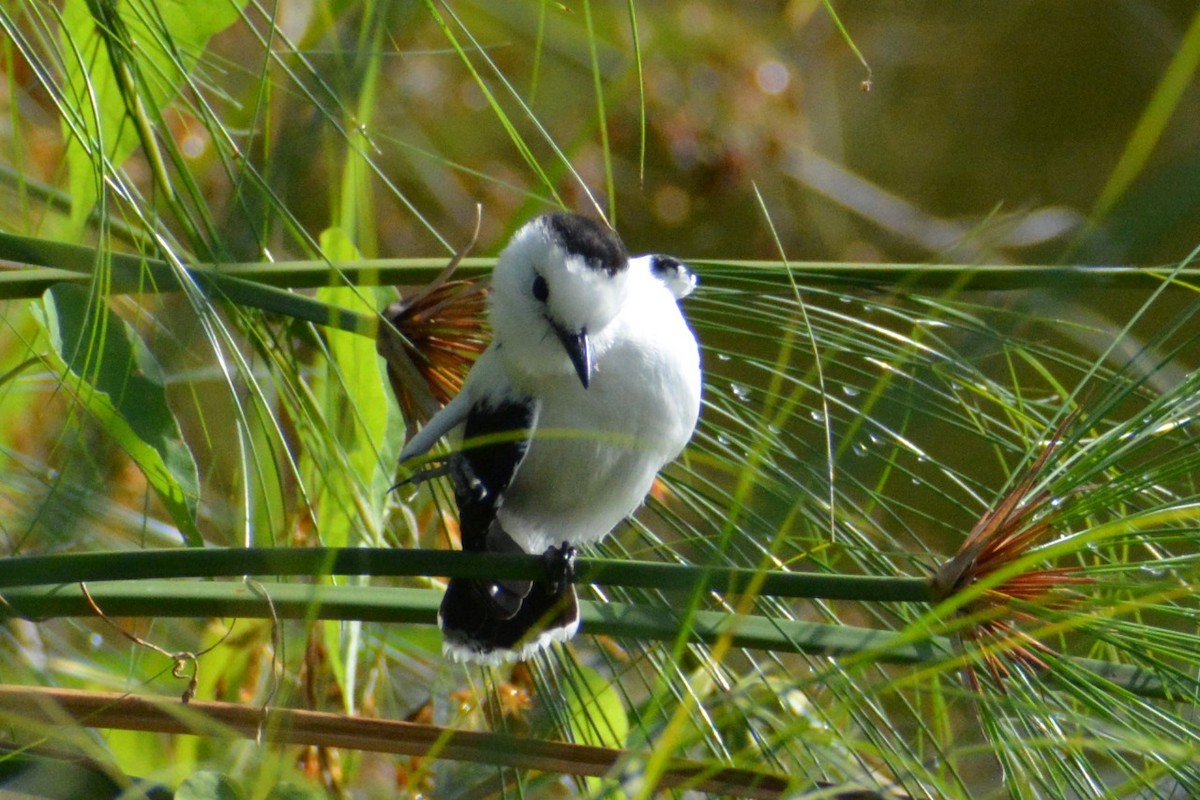 Pied Water-Tyrant - ML619839564