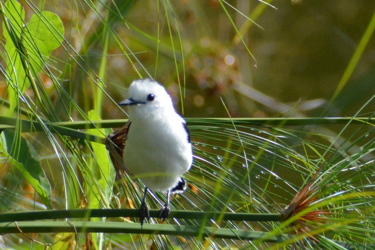 Pied Water-Tyrant - ML619839572