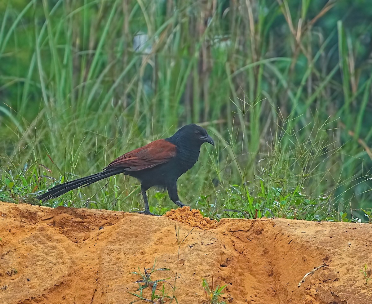 Greater Coucal - ML619839577