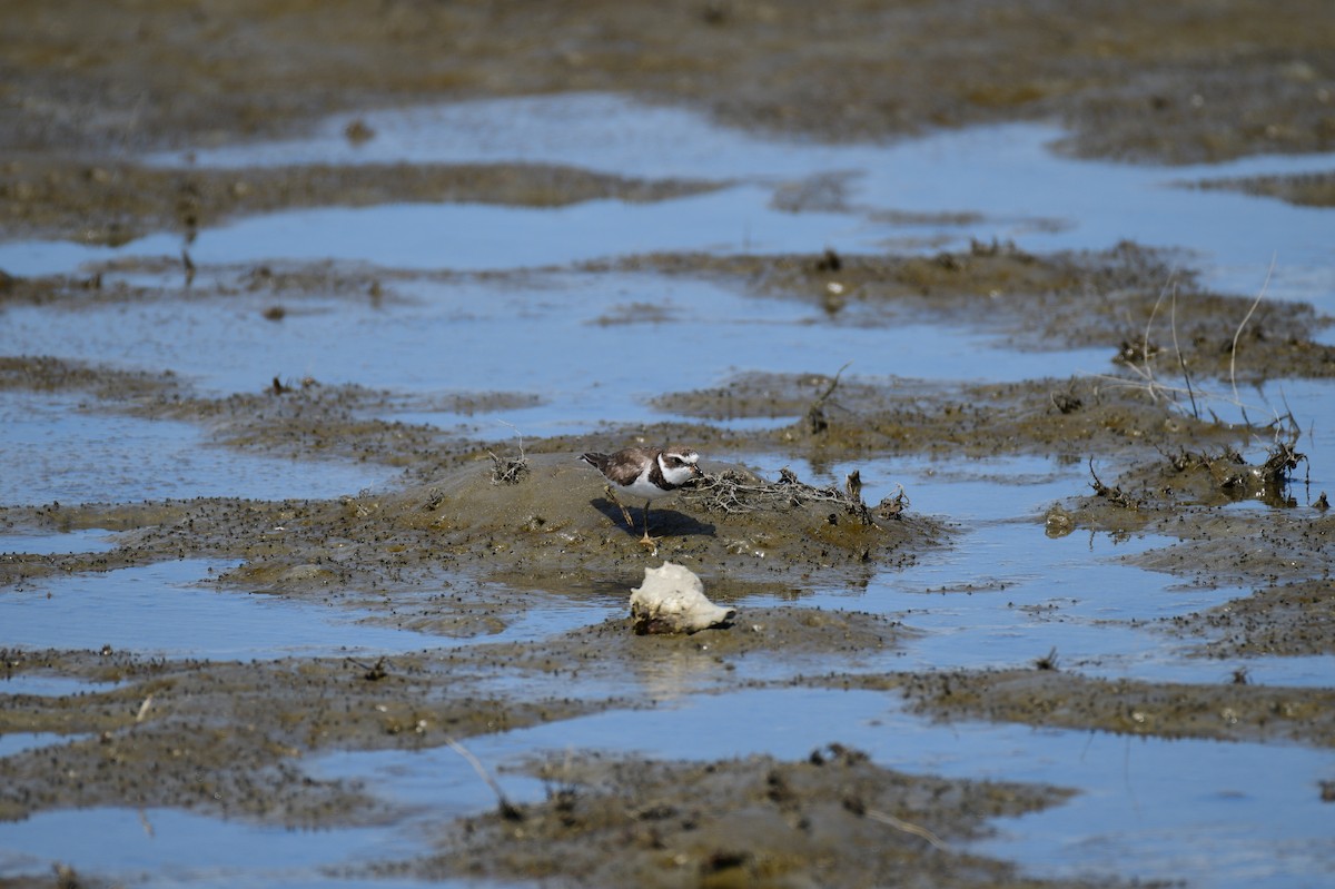 Semipalmated Plover - ML619839587