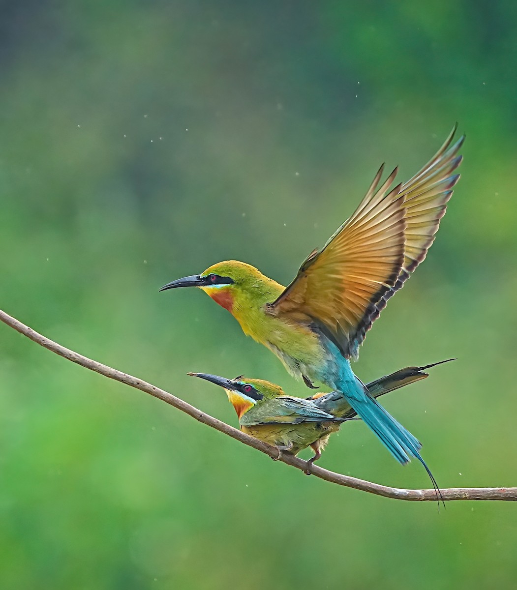 Blue-tailed Bee-eater - ML619839588